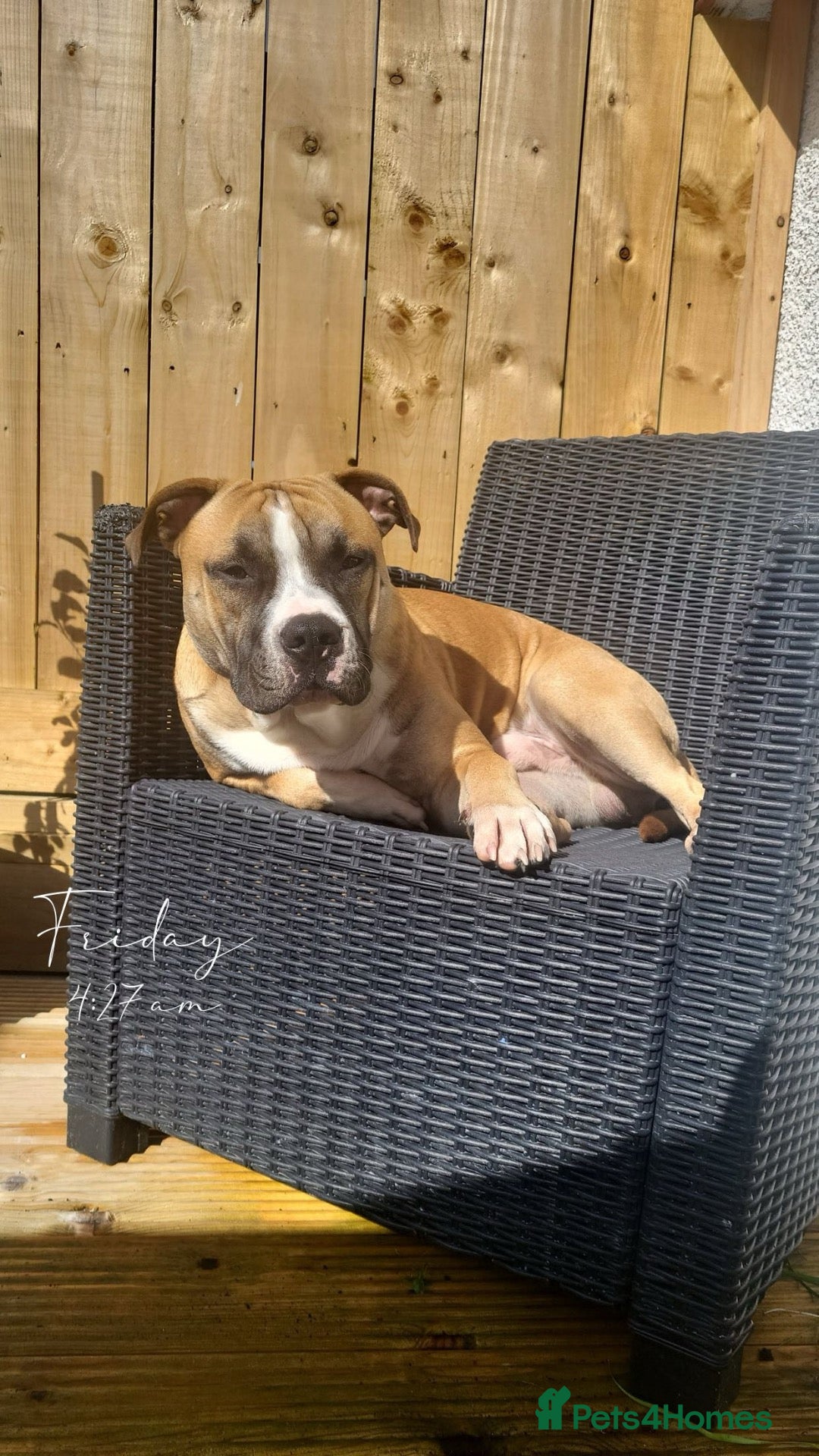 American Bull Staffy dogs Make up for Stud - Advert 1
