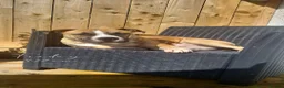 American Bull Staffy dogs for stud: Make up for Stud in Coleraine - Advert 1