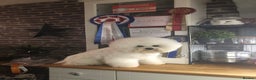 Bichon Frise dogs for stud: KC MULTI CHAMPION BICHON FRISE STUD DOG in Northampton - Advert 7