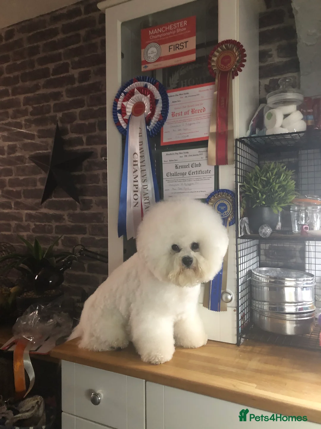 Bichon Frise dogs for stud: KC MULTI CHAMPION BICHON FRISE STUD DOG in Northampton - Advert 7