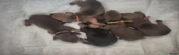 Miniature Dachshund dogs for sale: PRA CLEAR MINIATURE DACHSHUND GIRLS - Advert 22