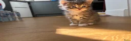 Mixed Breed cats for sale: 3 Mixed breed kittens in Enfield - Advert 3