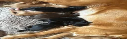 Cocker Spaniel dogs for sale: Sweet natured 1yo Black & White Cocker Spaniel in Nottingham - Advert 3