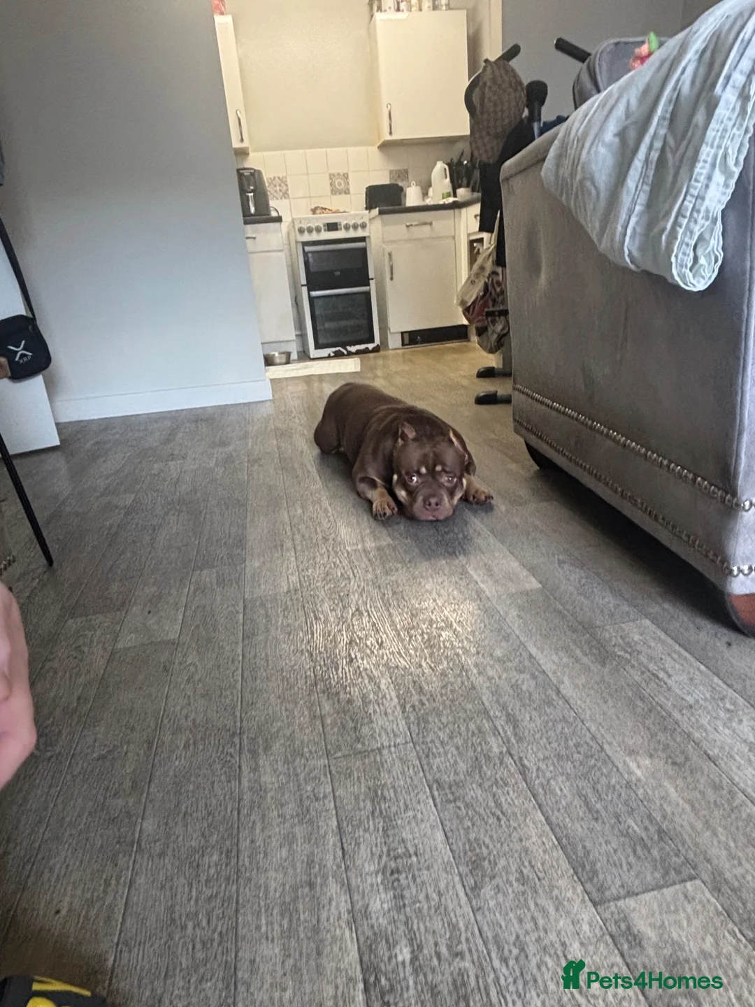 American Bully dogs for sale: Quality Pocket bully pups - Advert 2