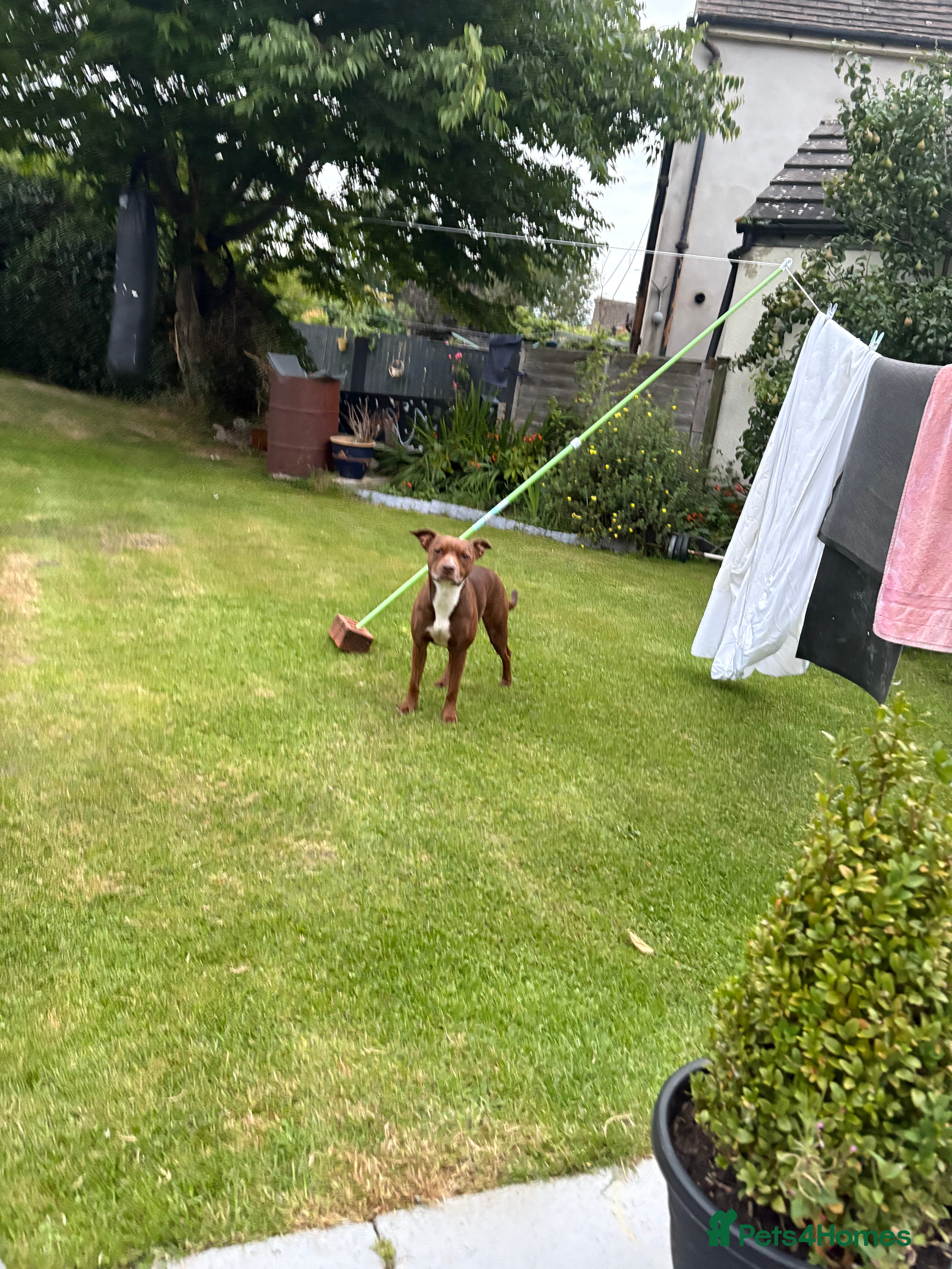 Mixed Breed dogs Patterdale/ staffy  - Advert 17