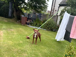 Mixed Breed dogs - Advert 1