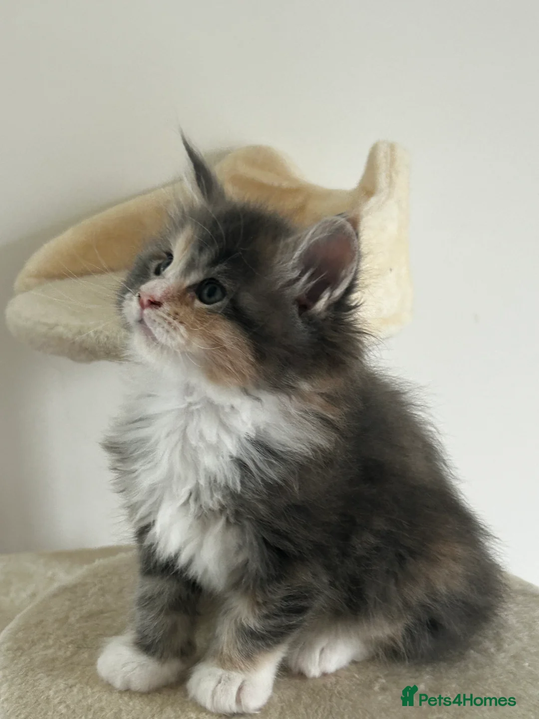 Maine Coon cats for sale: Find Your Purrfect Match! - Advert 22