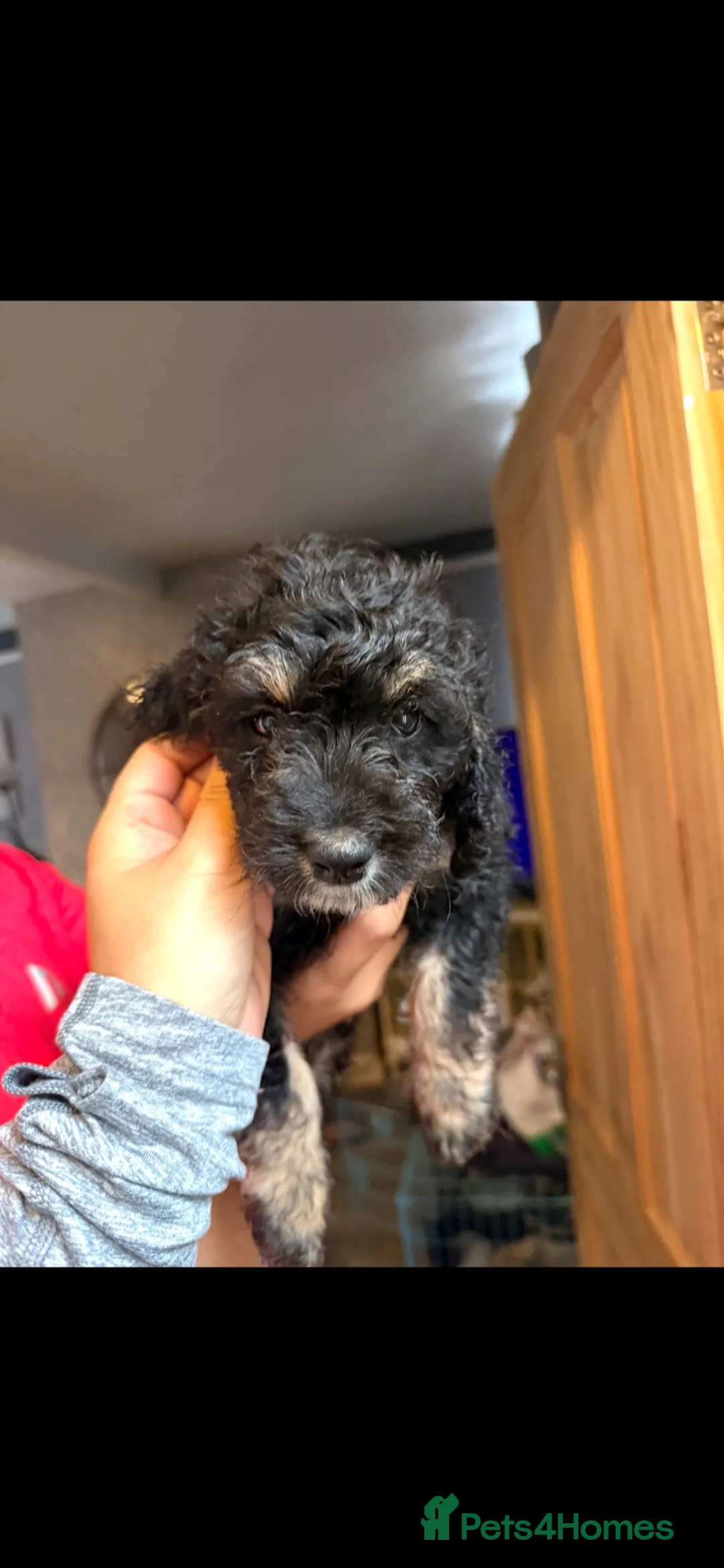 Cockapoo dogs for sale: Female cockerpoo puppy 18 weeks - Advert 1