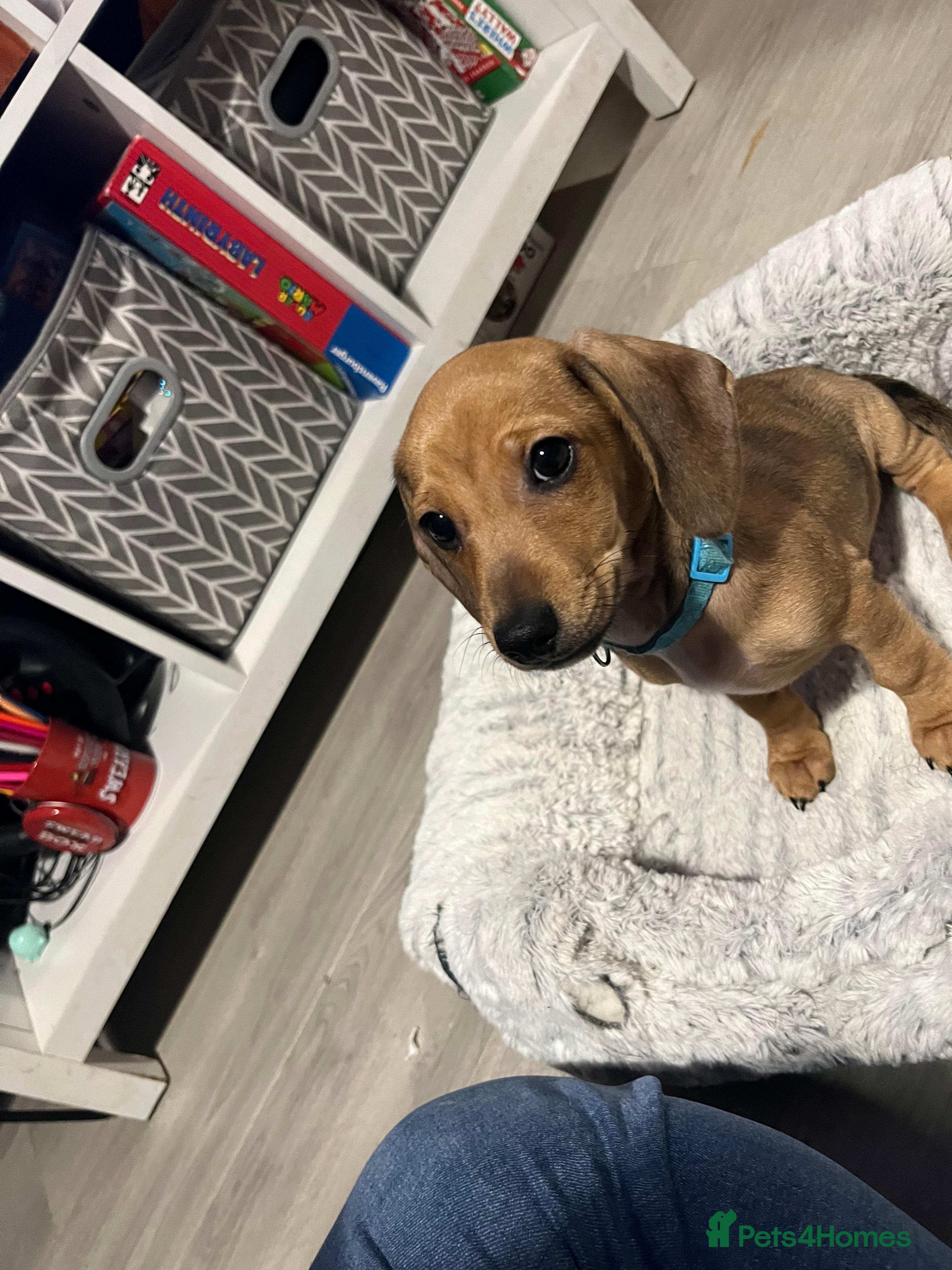 Mixed Breed dogs Maltese Cross Miniature Dachshund  - Advert 2