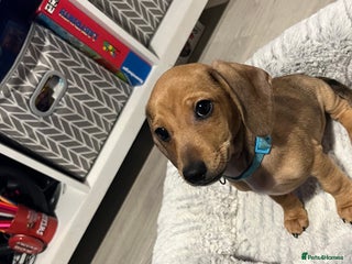 Mixed Breed dogs Maltese Cross Miniature Dachshund - Advert 1