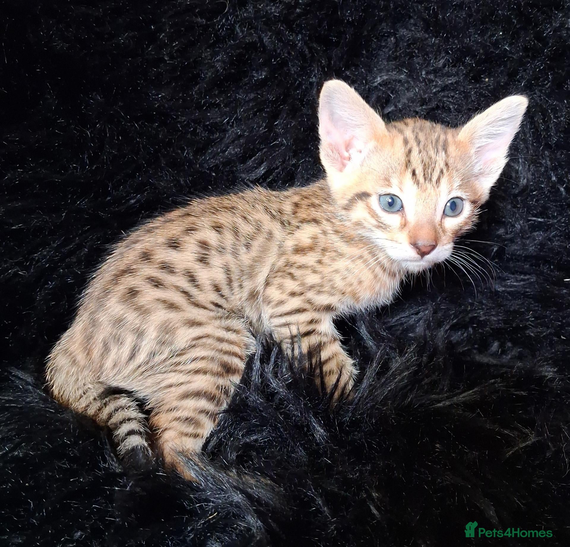 Savannah cats Super spotty F5 Savannah kittens - Advert 15