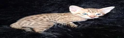Savannah cats for sale: Super spotty F5 Savannah kittens - Advert 1