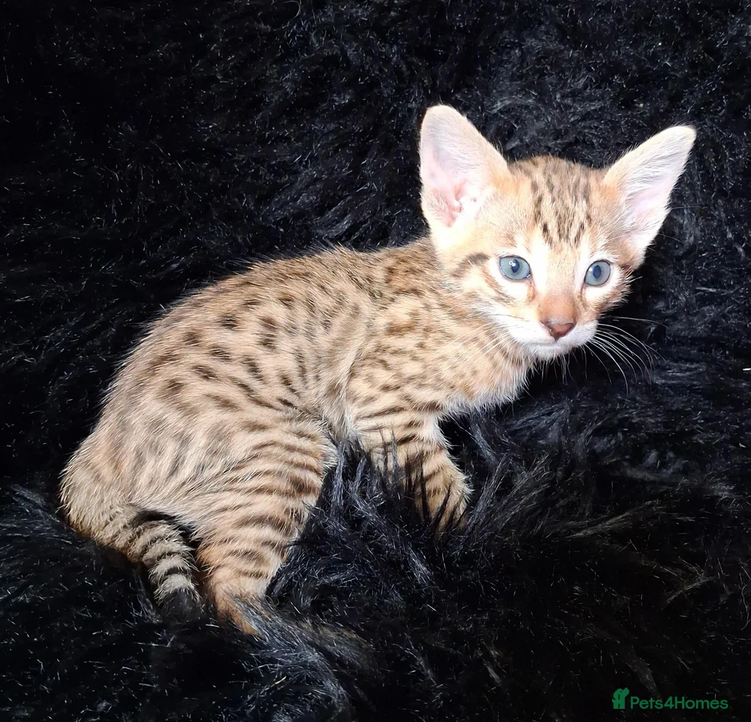 Savannah cats for sale: Super spotty F5 Savannah kittens - Advert 1