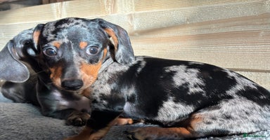 Miniature Dachshund dogs - Advert 5