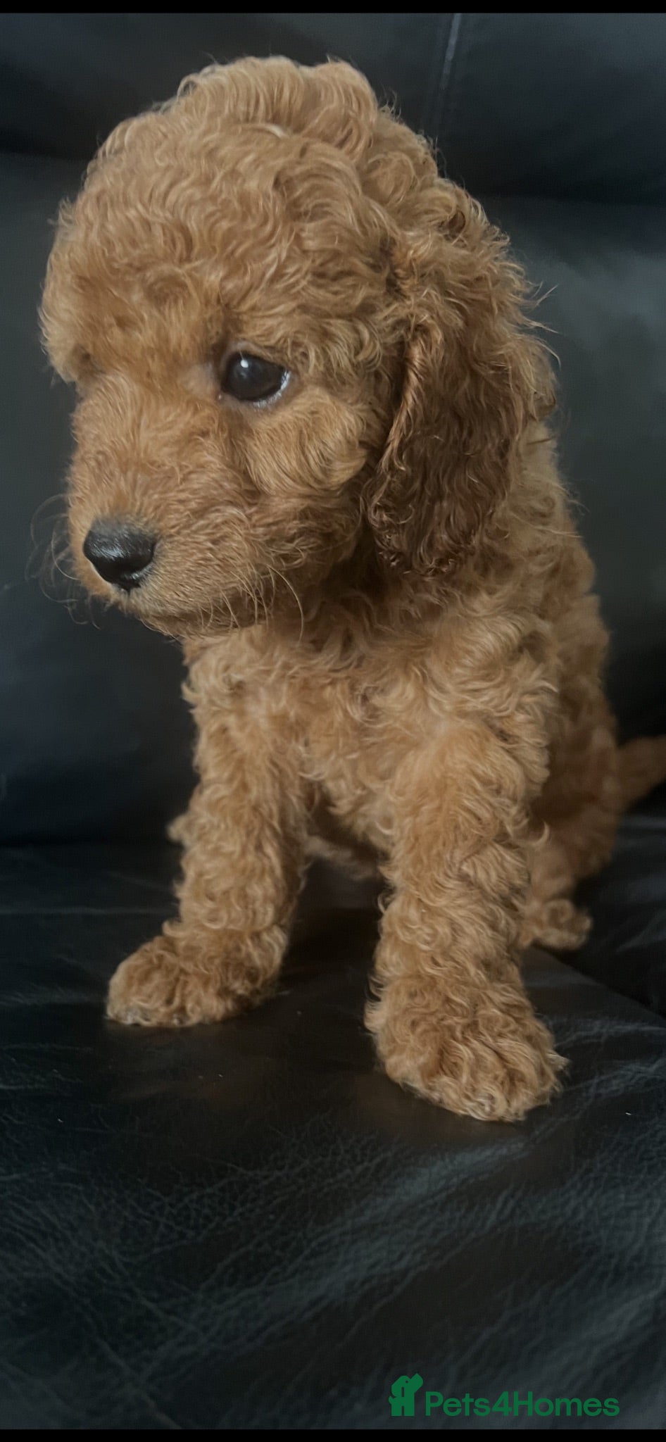 Cavapoo dogs  Adorable puppies looking for Their forever homes  - Advert 16