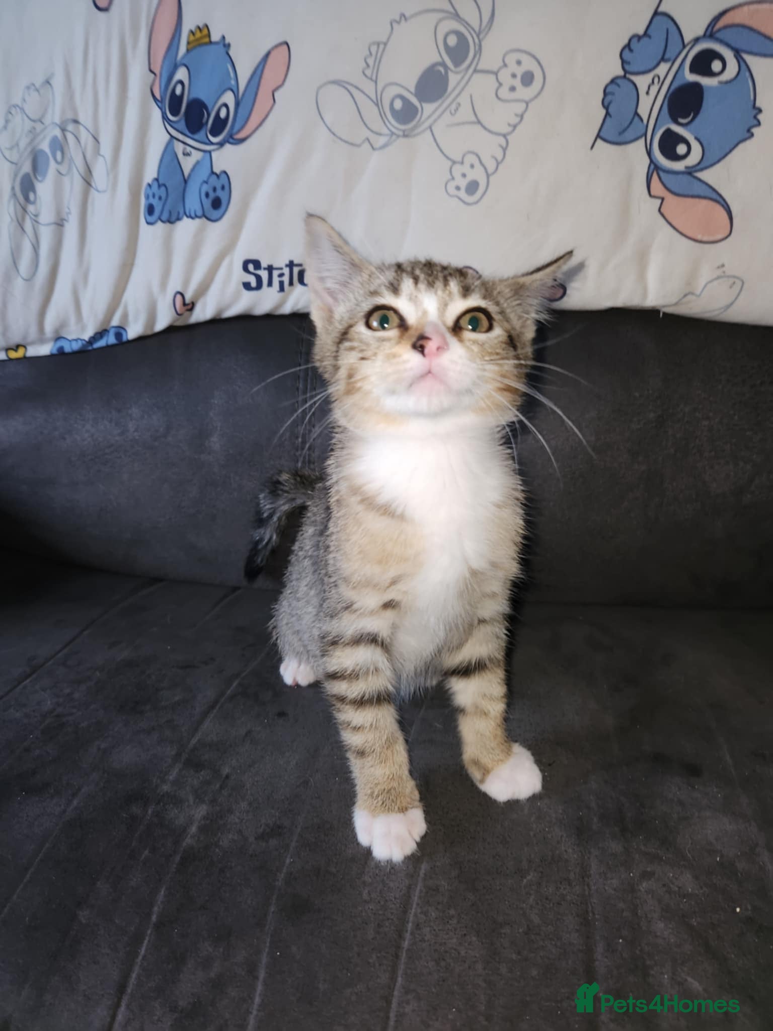 Mixed Breed cats Kitten - Advert 2