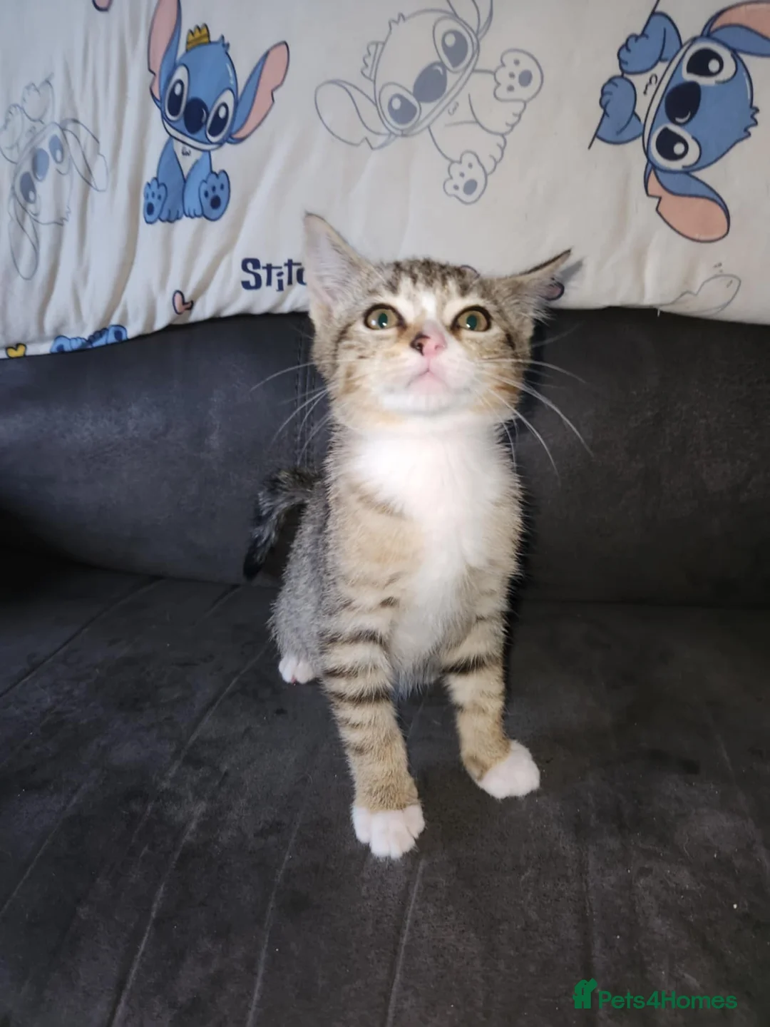 Mixed Breed cats for sale: Kitten - Advert 1