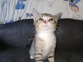 Mixed Breed cats Kitten - Advert 2