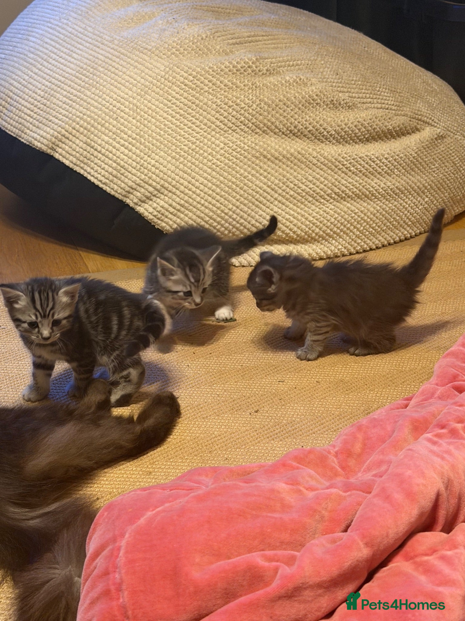Mixed Breed cats Gorgeous Silver Tabby & Smokey Grey Kittens - Advert 1