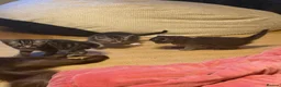 Mixed Breed cats for sale: Gorgeous Silver Tabby & Smokey Grey Kittens - Advert 1