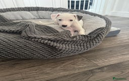 Whippet dogs for sale: KC Registered Whippet Puppies - Image 30
