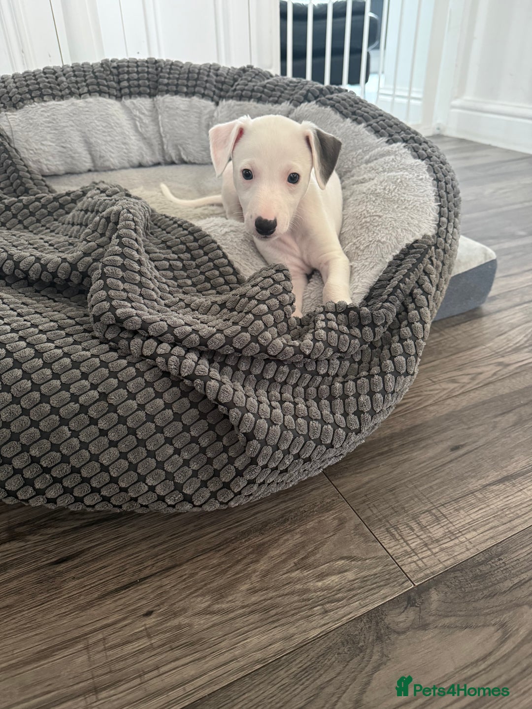 Whippet dogs for sale: KC Registered Whippet Puppies - Image 30
