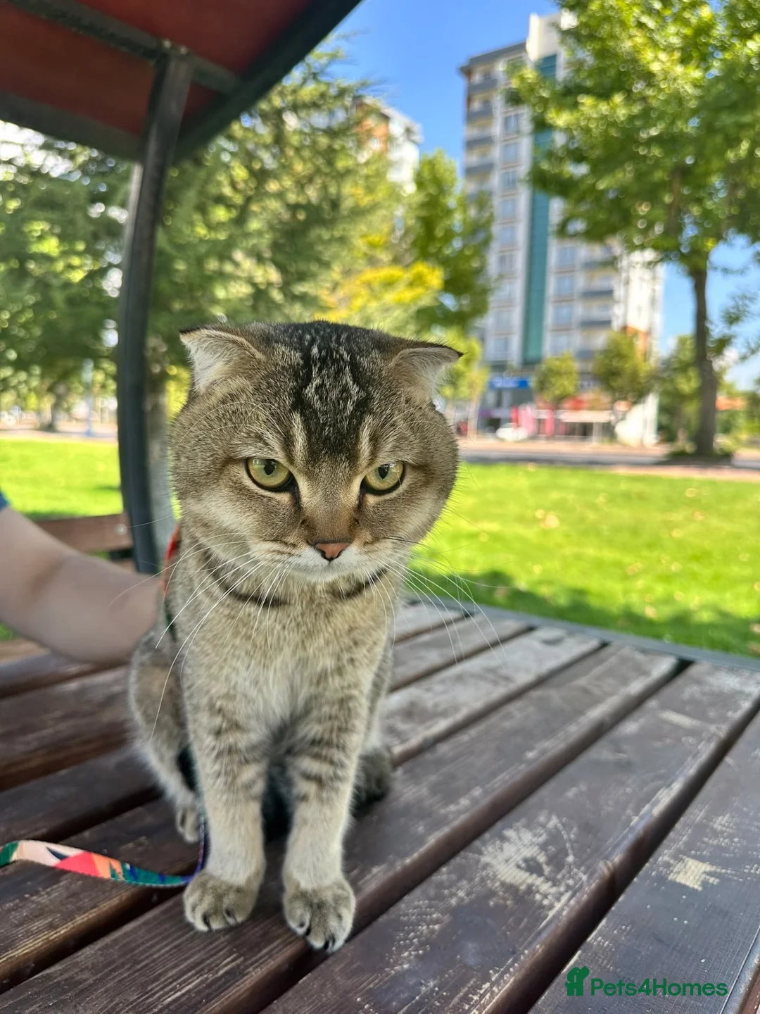 Scottish Fold cats for sale: Gentle & Loving Tabby Cat Looking for a Home in Manchester - Advert 7