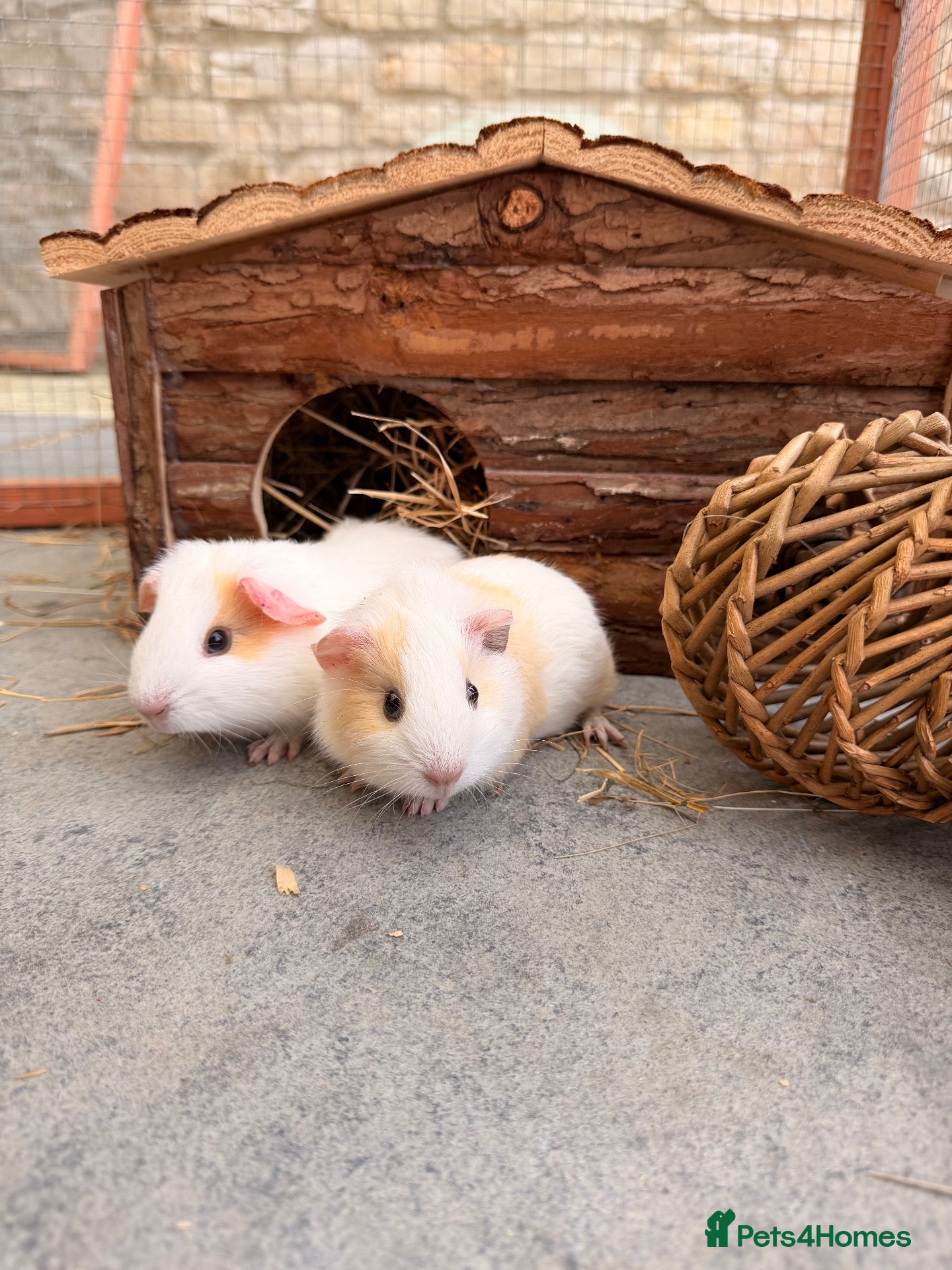 Guinea Pig rodents Baby boars - Advert 15