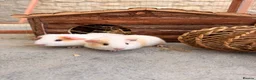 Guinea Pig rodents for sale: Baby boars - Advert 1