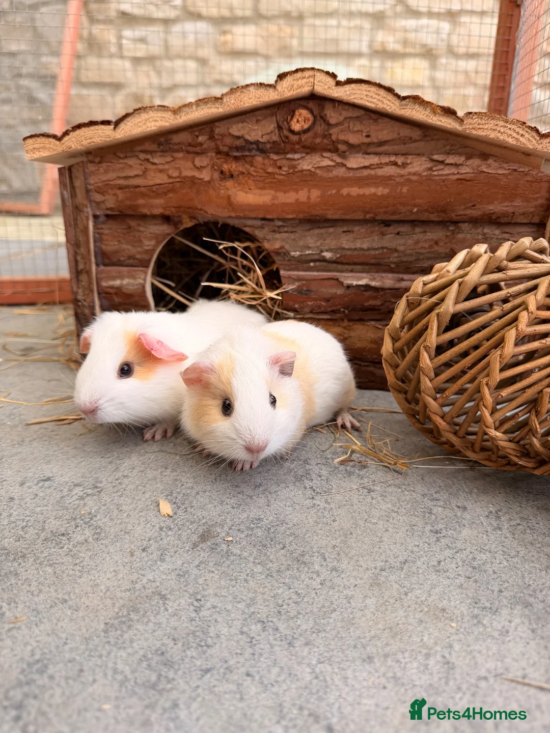 Guinea Pig rodents for sale: Baby boars - Advert 1