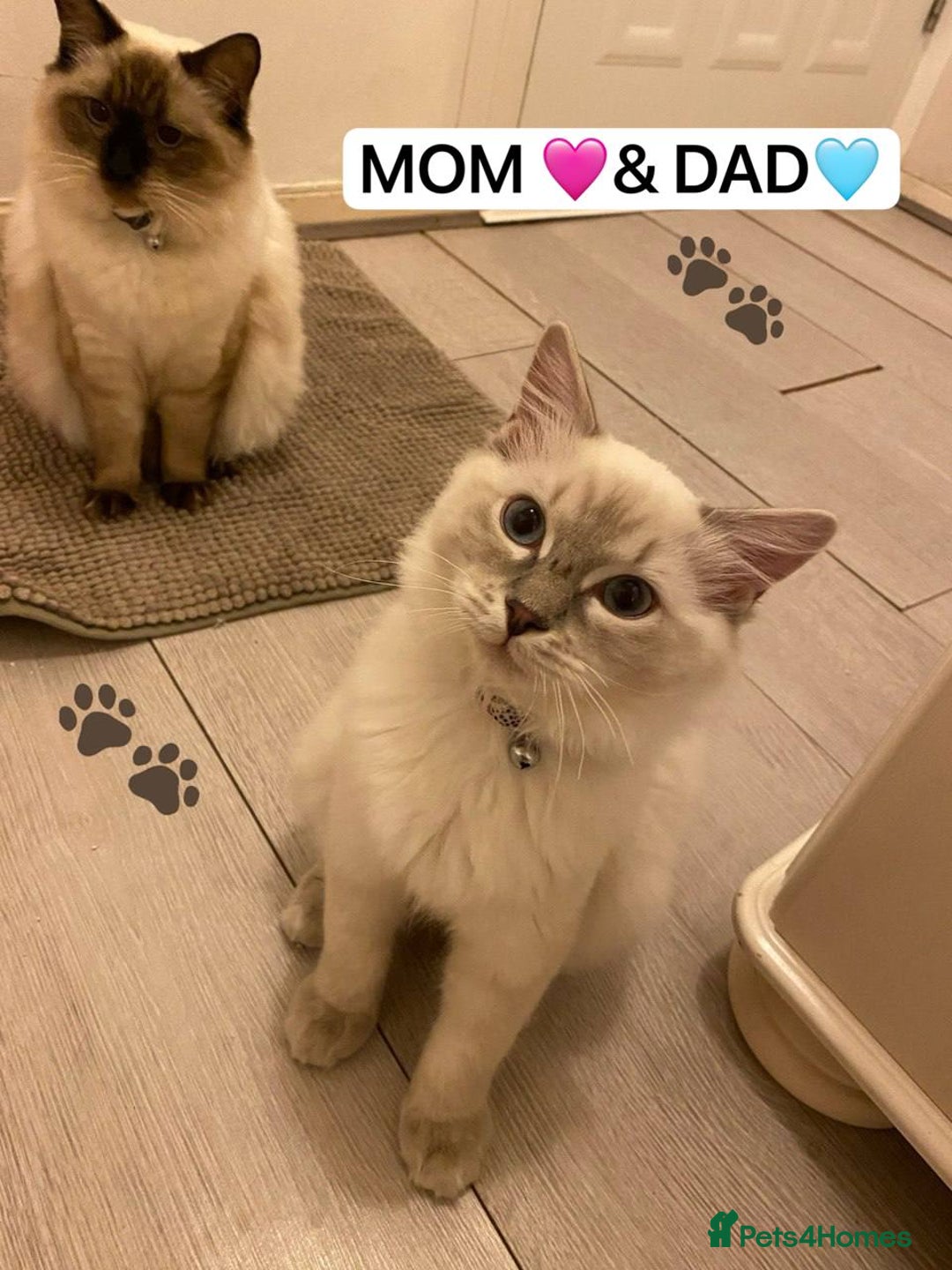 Ragdoll cats for sale: beautiful Ragdoll Cats looking for lovely families - Image 6