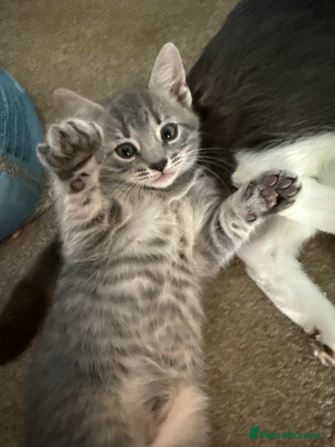 Mixed Breed cats for sale: Two stunning girls - Advert 2