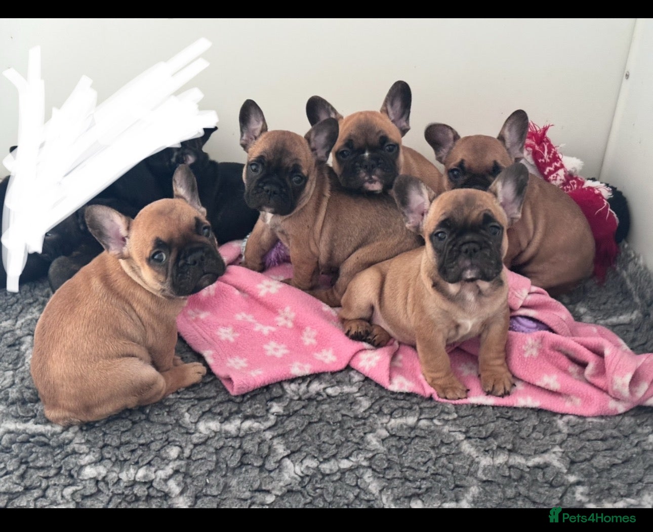 French Bulldog dogs Champion Sired red fawn French bulldog puppies  - Advert 1