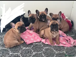 French Bulldog dogs Champion Sired red fawn French bulldog puppies - Advert 1
