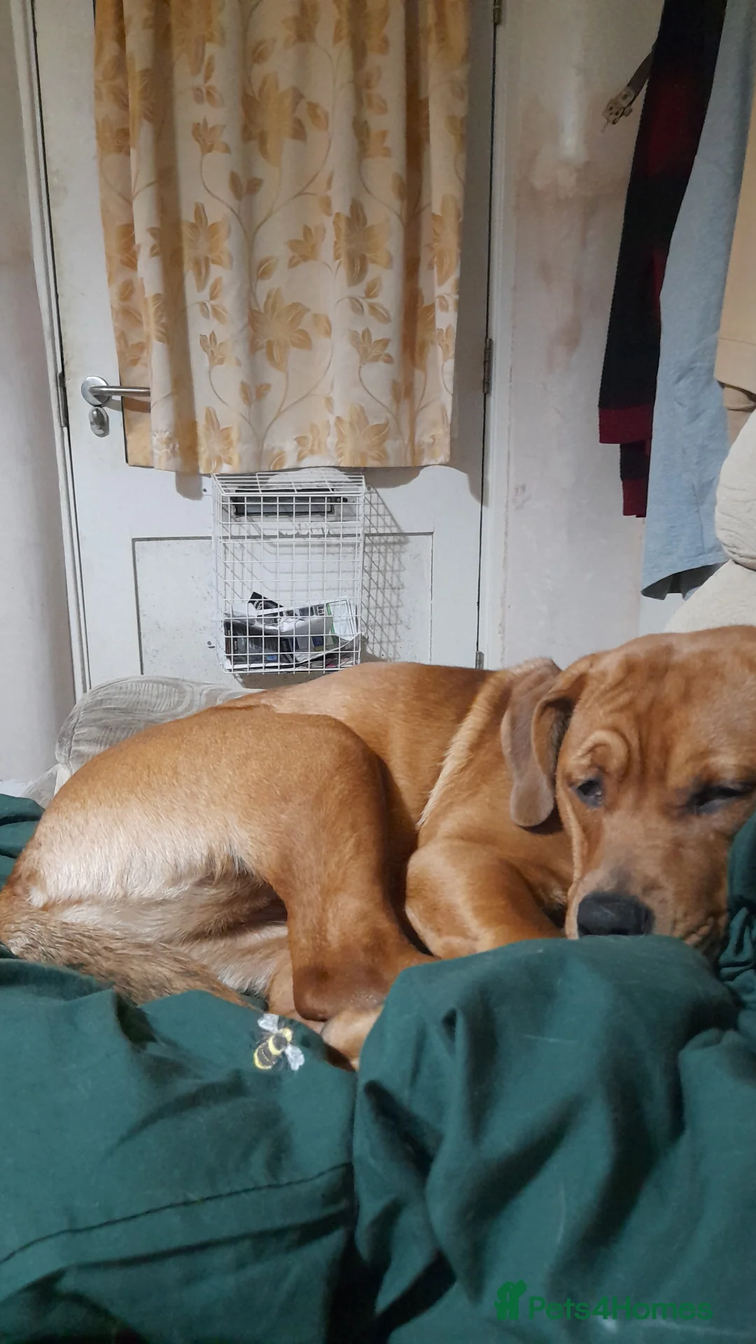 Mixed Breed dogs for sale: 8 month old American bully X rottweiler 'cookie' - Advert 3