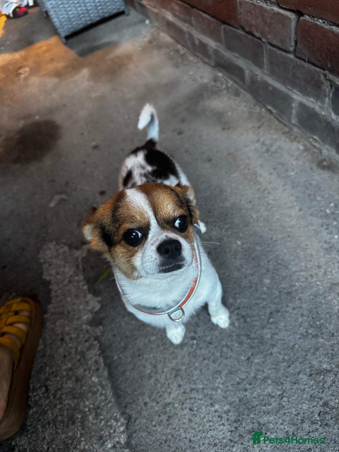 Mixed Breed dogs for sale: Jack 1 year old mixed breed small dog - Advert 5