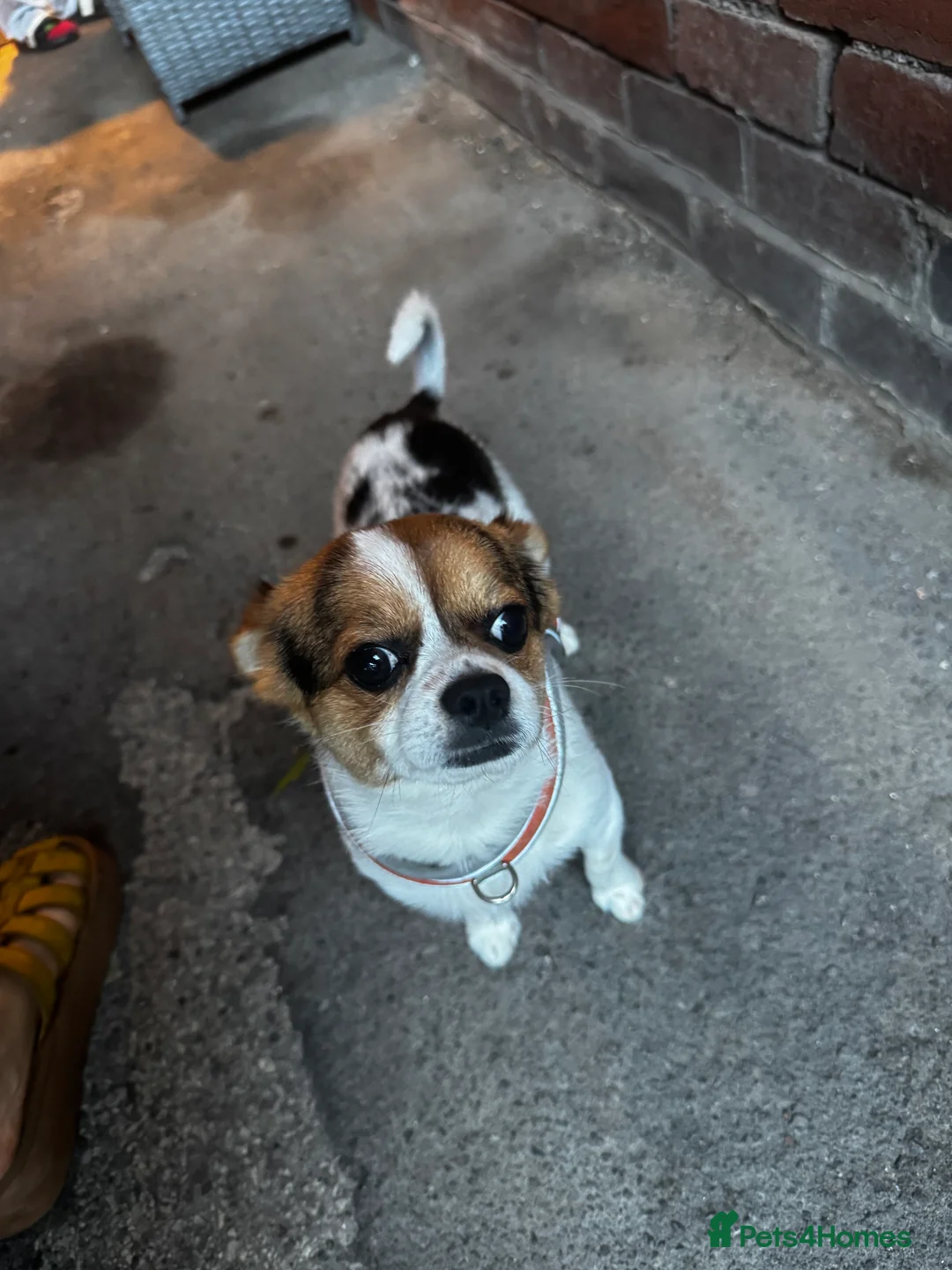 Mixed Breed dogs for sale: Jack 1 year old mixed breed small dog - Advert 5