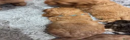 Cockapoo dogs for sale: Cockapoo puppies  - Advert 21