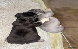French Bulldog dogs for sale: Exclusive French Bulldog Puppies - Image 3