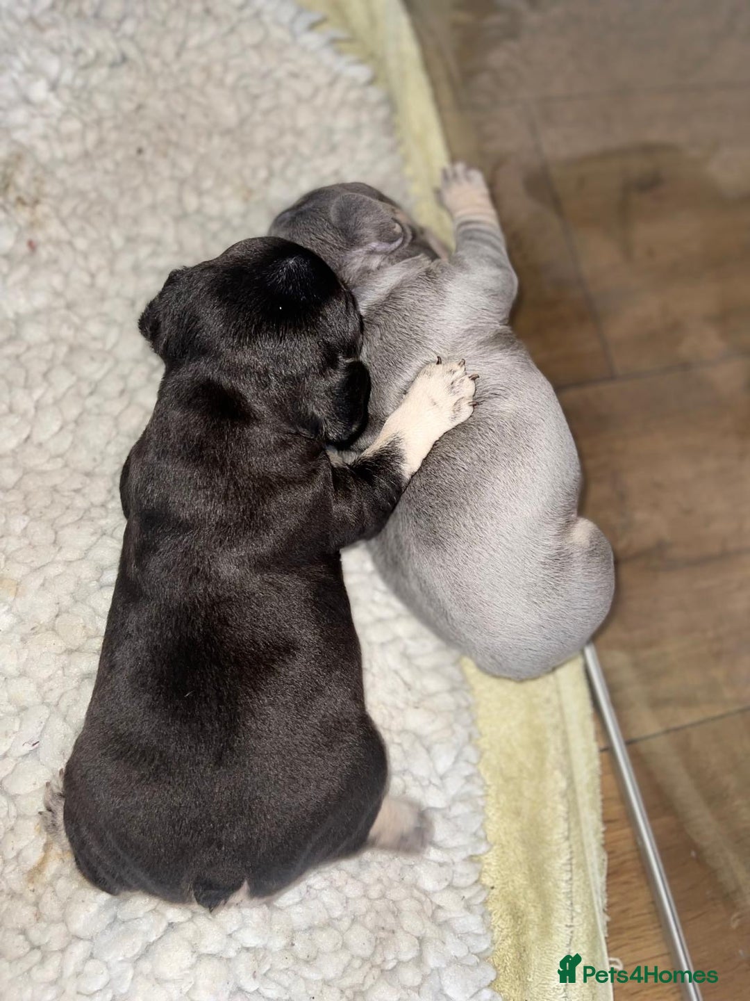 French Bulldog dogs for sale: Exclusive French Bulldog Puppies - Image 3