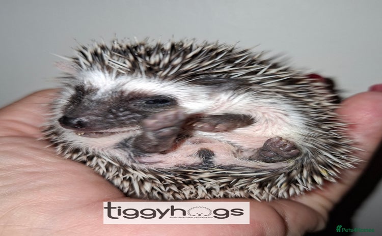 Pygmy Hedgehog rodents - Advert 1