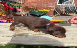 Dobermann dogs for sale: Doberman brown & tan - Image 8