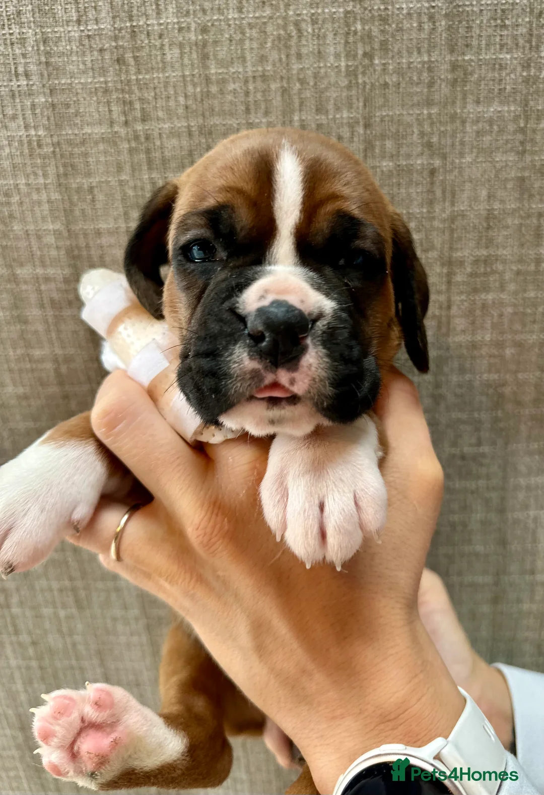 Boxer dogs for sale: Stunning Litter of 5 Boxer Puppies 🐶 - Advert 11