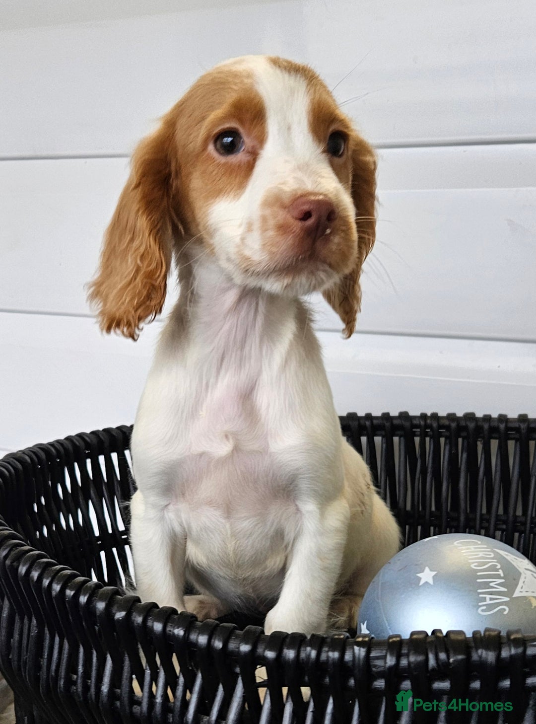 Cocker Spaniel dogs for sale: Working type rare marking cocker spaniels - Advert 25