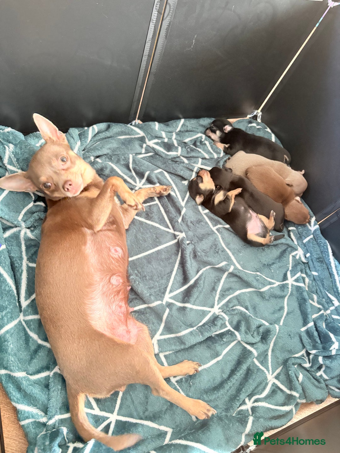 Chihuahua dogs for sale: 2 boys looking for there forever homes - Image 11