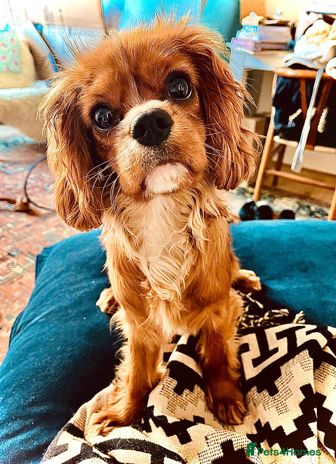 Cavalier King Charles Spaniel dogs for sale: Pure breed cavalier King Charles puppies - Advert 22