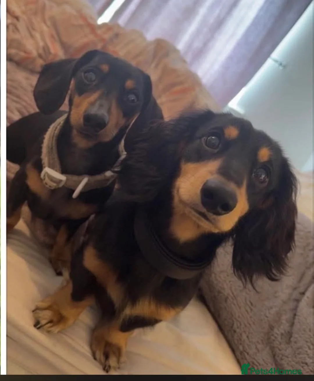 Miniature Dachshund dogs for sale: Miniature Dachsund puppies - Advert 1