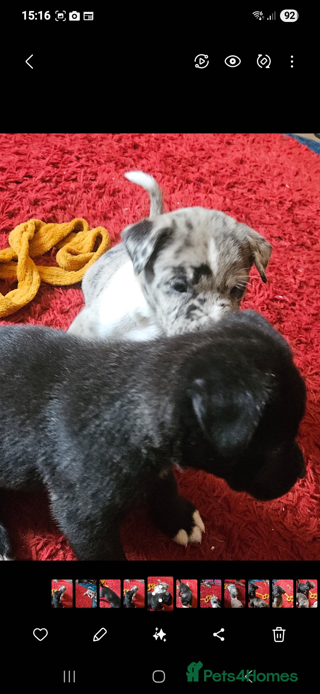 Mixed Breed dogs for sale: alapaha bull dog x  akita  - Image 1