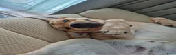 Labrador Retriever dogs for sale: 15 month Labrador Male in Snodland - Advert 5