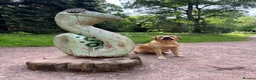 Labrador Retriever dogs for sale: TEMPORARY FOSTER HOME NEEDED FOR 1.7 YEAR OLD LAB - Advert 2
